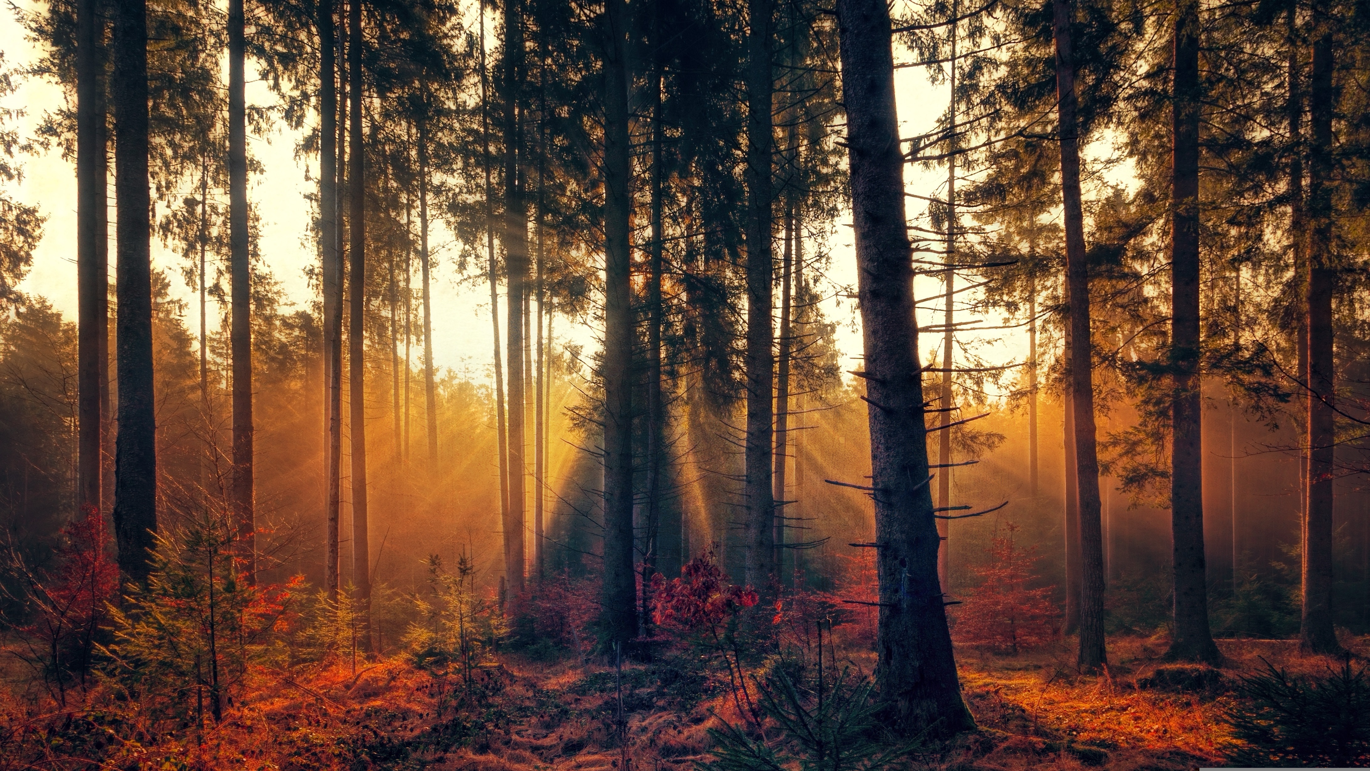 PollackExpress AI Background